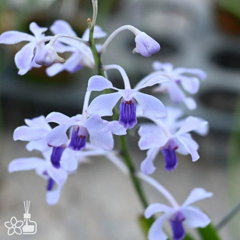 [Bare-root]Vanda coerulescens [Wishlist]