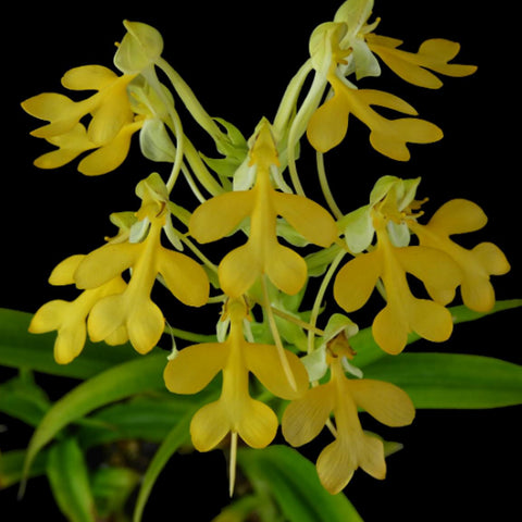 [Bulb]Habenaria rhodocheila 'Yellow'黃花玉鳳蘭 [Sept in Stock]