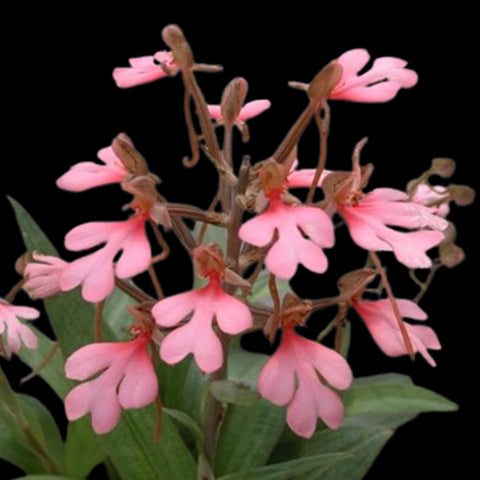 [Bulb]Habenaria rhodocheila 'Pink'粉花玉鳳蘭 [Sept in Stock]