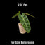 [Bare-root]Philodendron billietiae 橘梗蔓綠絨 [Wishlist]