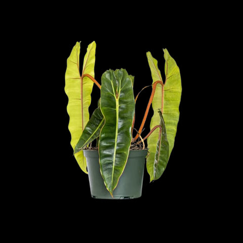 [Bare-root]Philodendron billietiae 橘梗蔓綠絨 [Wishlist]