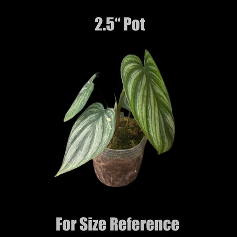 [Bare-root]Philodendron plowmanii 'Watermelon' 西瓜普洛蔓綠絨 [Wishlist]