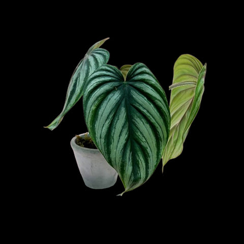 [Bare-root]Philodendron plowmanii 'Watermelon' 西瓜普洛蔓綠絨 [Wishlist]