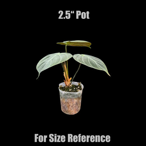[Bare-root]Philodendron rubrijuvenile 巧克力紅蔓綠絨 [Wishlist]