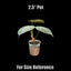 [Bare-root]Philodendron rubrijuvenile 巧克力紅蔓綠絨 [Wishlist]