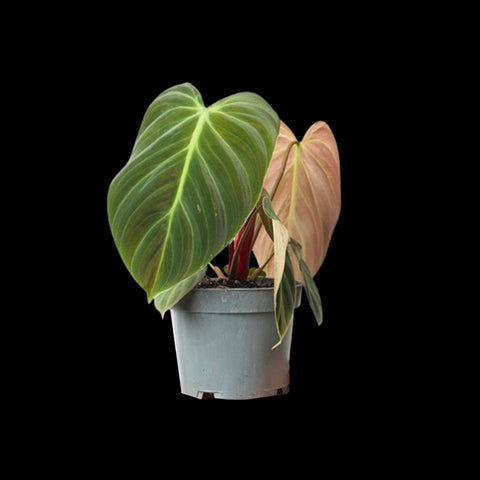 [Bare-root]Philodendron rubrijuvenile 巧克力紅蔓綠絨 [Wishlist]