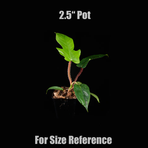 [Bare-root]Philodendron squamiferum 紅毛鱗葉蔓綠絨 [Wishlist]
