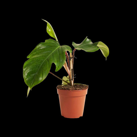 [Bare-root]Philodendron squamiferum 紅毛鱗葉蔓綠絨 [Wishlist]