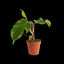 [Bare-root]Philodendron squamiferum 紅毛鱗葉蔓綠絨 [Wishlist]