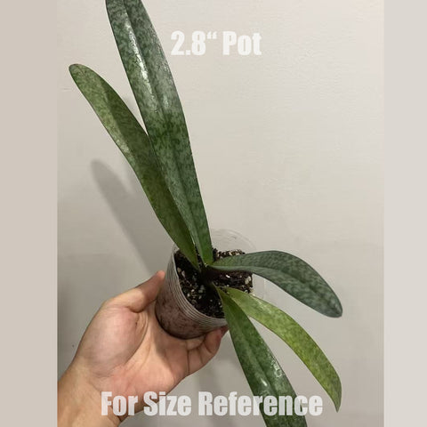 [Bare-root]Paph. godefroyae x anitum 歌安 [Aug in Stock]