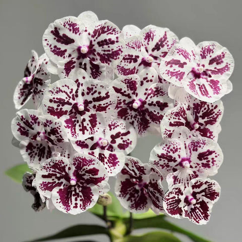[Bare-root]Phal. Lioulin R Lip '1274' 黑白獨角獸 [Wishlist]