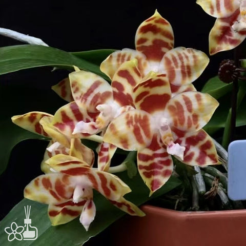 [Bare-root]Phal. amboinensis ‘ch2311’ 焦糖斑馬 [Wishlist]