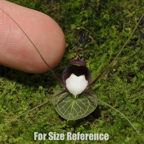 [Bare-root] Corybas geminigibbus 雙凸鎧蘭 [Sept Cyps]