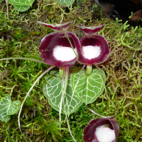 [Bare-root] Corybas geminigibbus 雙凸鎧蘭 [Sept Cyps]