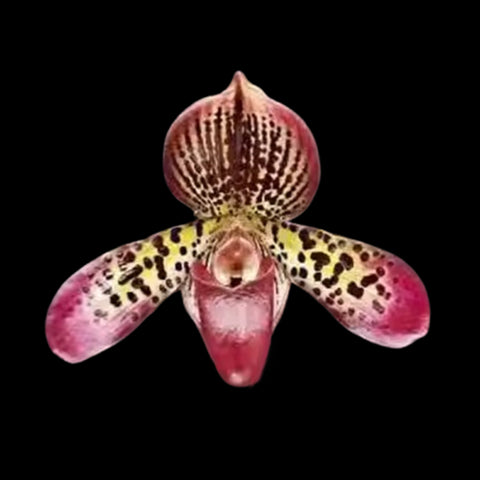 [Bare-root]Paph. tigrinum x Red Maudiae 虎斑x紅魔 [Wishlist]
