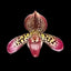 [Bare-root]Paph. tigrinum x Red Maudiae 虎斑x紅魔 [Wishlist]
