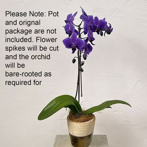 [Bare-root]Phal. Blue Gene ブルージーン Special Order [Wishlist]