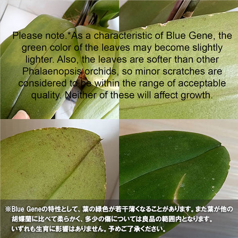 [Bare-root]Phal. Blue Gene ブルージーン Special Order [Wishlist]