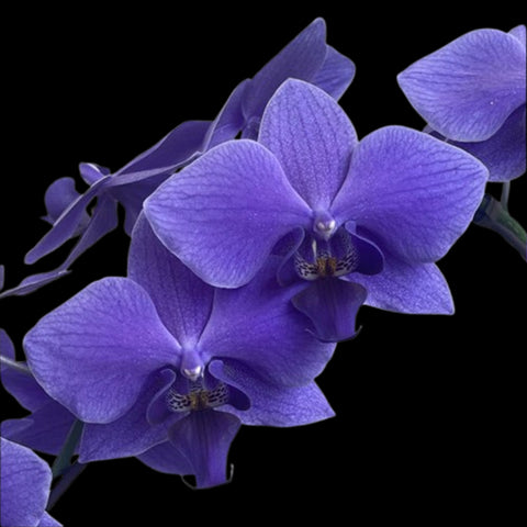 [Bare-root]Phal. Blue Gene ブルージーン Special Order [Wishlist]