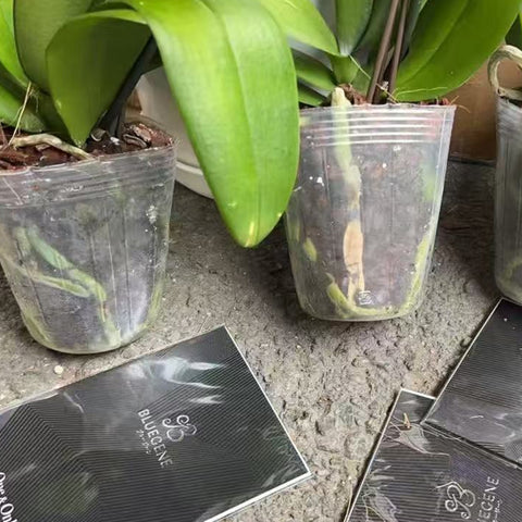 [Bare-root]Phal. Blue Gene ブルージーン Special Order [Wishlist]