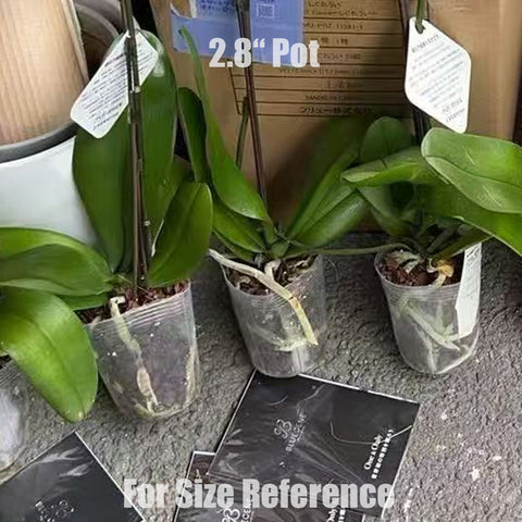 [Bare-root]Phal. Blue Gene ブルージーン Special Order [Wishlist]