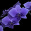 [Bare-root]Phal. Blue Gene ブルージーン Special Order [Wishlist]