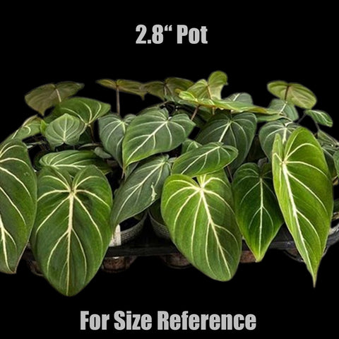 [Bare-root] Philodendron gloriosum 錦鍛蔓綠絨 [Wishlist]