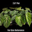 [Bare-root] Philodendron gloriosum 錦鍛蔓綠絨 [Wishlist]