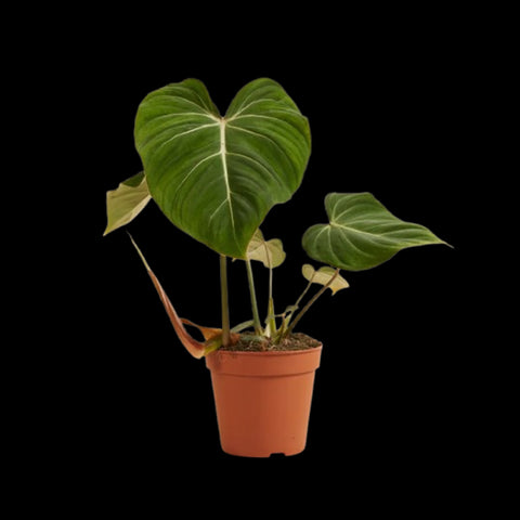 [Bare-root] Philodendron gloriosum 錦鍛蔓綠絨 [Wishlist]