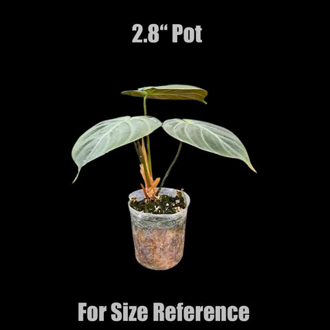[Bare-root] Philodendron rubrijuvenile 巧克力紅蔓綠絨 [Wishlist]