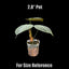 [Bare-root] Philodendron rubrijuvenile 巧克力紅蔓綠絨 [Wishlist]