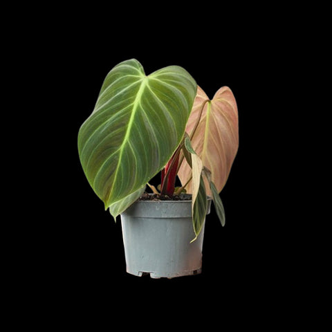 [Bare-root] Philodendron rubrijuvenile 巧克力紅蔓綠絨 [Wishlist]