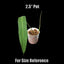 [Bare-root] Philodendron heterocraspedon H蔓 [Wishlist]
