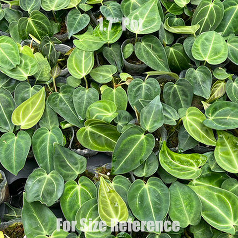 [Bare-root] Anthurium regale 皇火燭 [Wishlist]