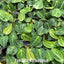 [Bare-root] Anthurium regale 皇火燭 [Wishlist]