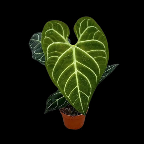 [Bare-root] Anthurium regale 皇火燭 [Wishlist]