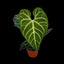 [Bare-root] Anthurium regale 皇火燭 [Wishlist]