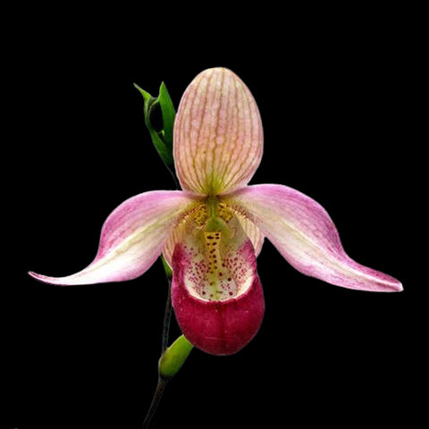 [Bare-root]Phrag Sedenii [Aug in stock]