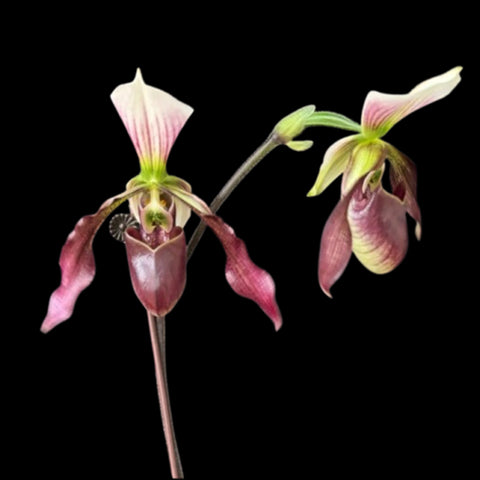[Bare-root]Paph. Dy Zixia (purpuratum x dianthum) 紫紋 x 長瓣 [Wishlist]