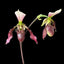 [Bare-root]Paph. Dy Zixia (purpuratum x dianthum) 紫紋 x 長瓣 [Wishlist]