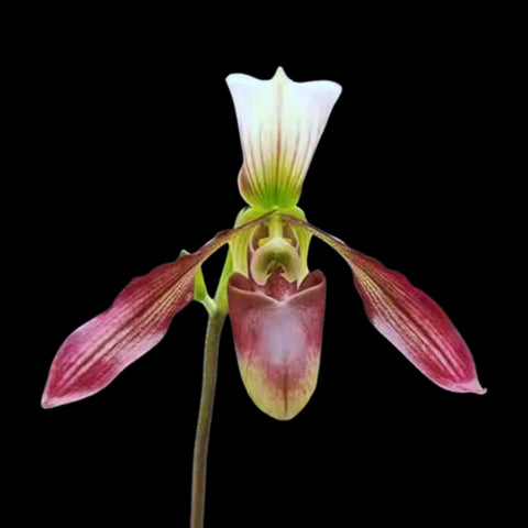 [Bare-root]Paph. Dy Zixia (purpuratum x dianthum) 紫紋 x 長瓣 [Wishlist]