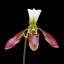 [Bare-root]Paph. Dy Zixia (purpuratum x dianthum) 紫紋 x 長瓣 [Wishlist]