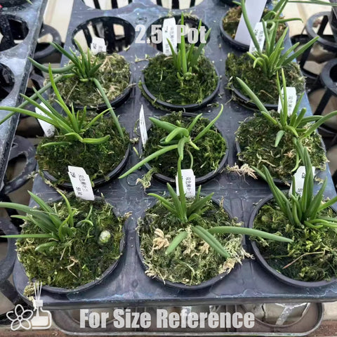 [Bare-root]Leptotes bicolor 棒葉蘭 [Wishlist]
