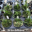 [Bare-root]Leptotes bicolor 棒葉蘭 [Wishlist]