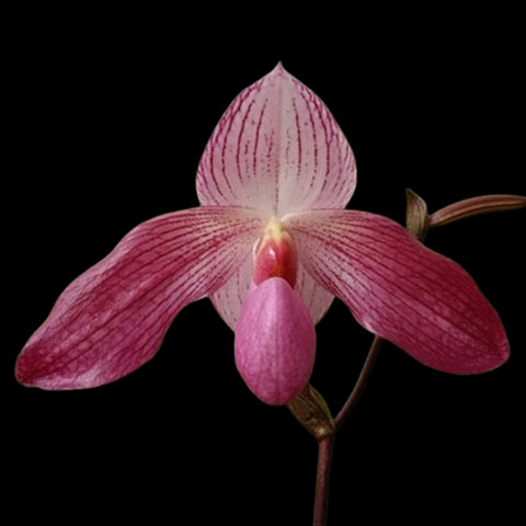 [Bare-root]Paph. Pink Sky (delenatii var. dunkel x Lady Isabel) 黑德x 伊莎貝爾 [Wishlist]