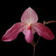 [Bare-root]Paph. Pink Sky (delenatii var. dunkel x Lady Isabel) 黑德x 伊莎貝爾 [Wishlist]