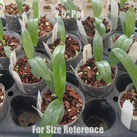 [Bare-root]Paph. Pink Sky (delenatii var. dunkel x Lady Isabel) 黑德x 伊莎貝爾 [Wishlist]