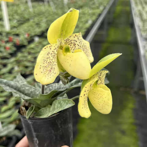 [Bare-root]Paph. Primcolor (primulinum x concolor) 報春x 同色 [Wishlist]