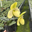 [Bare-root]Paph. Primcolor (primulinum x concolor) 報春x 同色 [Wishlist]