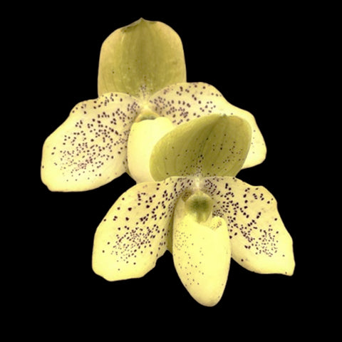 [Bare-root]Paph. Primcolor (primulinum x concolor) 報春x 同色 [Wishlist]